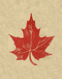 Vintage illustration of maple leaf