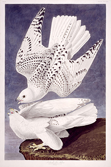Two white birds illustrated in striking way